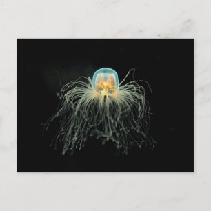 Postal Jellyfish (turritopsis nutricula)