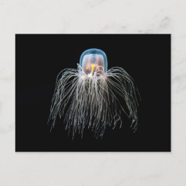 Postal Jellyfish (turritopsis nutricula)