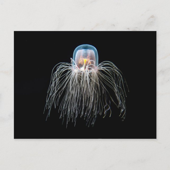 Postal Jellyfish (turritopsis nutricula) (Anverso)