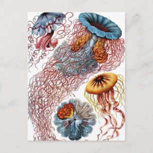 Postal Jellyfish vintage por Ernst Haeckel, Discomedusae