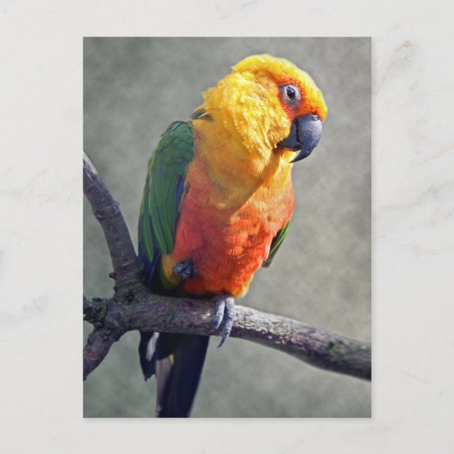 Postal Jenday Conure Postcard (Anverso)