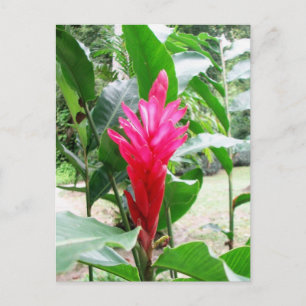Postal Jengibre (jengibre rojo)