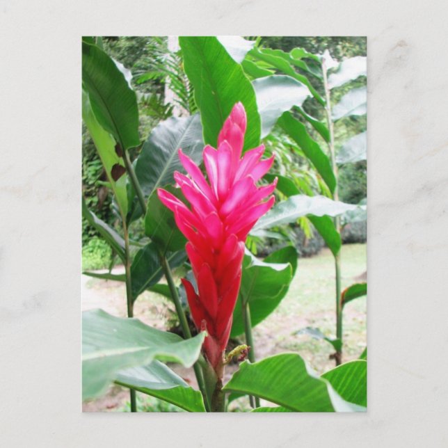 Postal Jengibre (jengibre rojo) (Anverso)