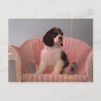 Postal Jenna, cachorro de coquetería esnaniel triamerican