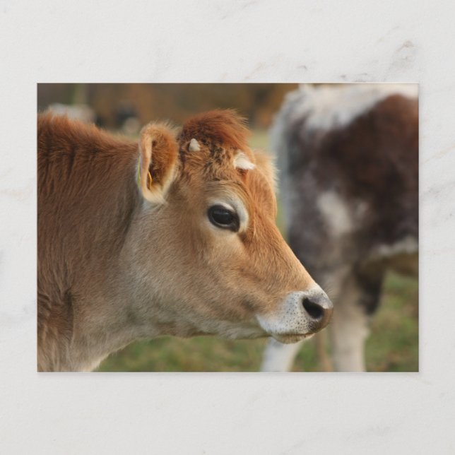 Postal Jersey Cow (Anverso)