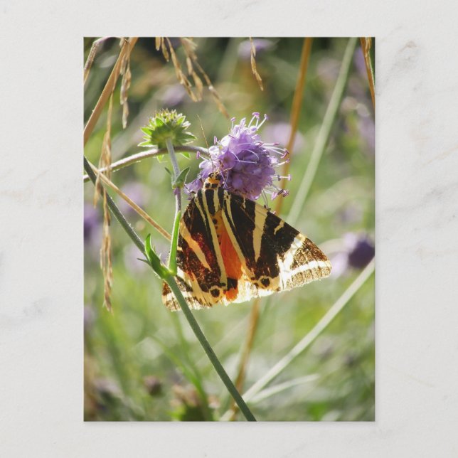 Postal Jersey Tiger Moth Magnet (Anverso)