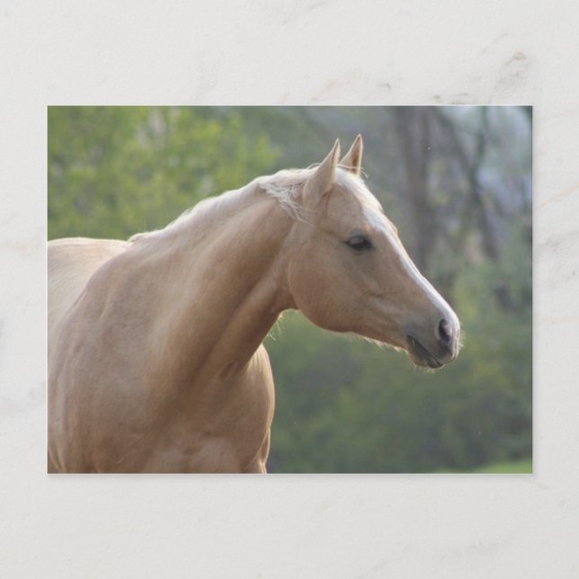 Postal Jessie Rey Ftemle (Anverso)