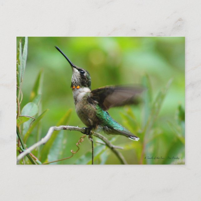 Postal Jewels Adorn (Anverso)