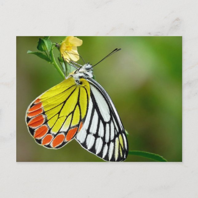 Postal Jezebel (Delias Eucharis) Butterfly (Anverso)
