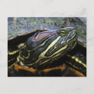Postal Jicotea de oreja roja, Trachemys scripta elegans, 