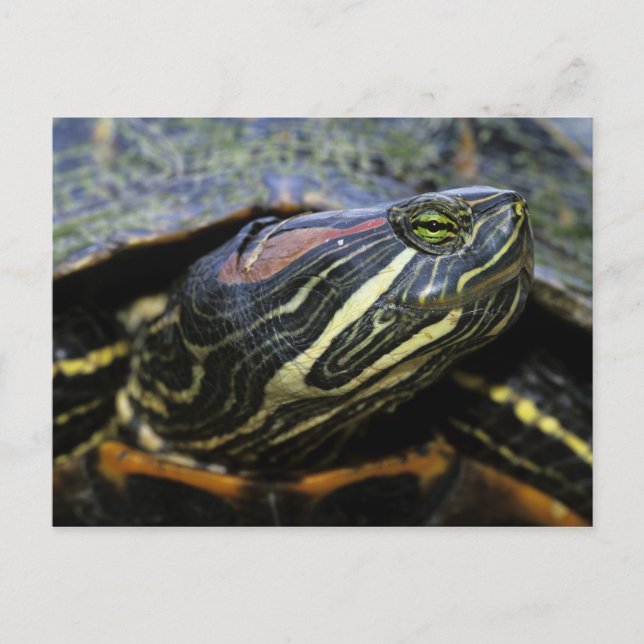 Postal Jicotea de oreja roja, Trachemys scripta elegans,  (Anverso)