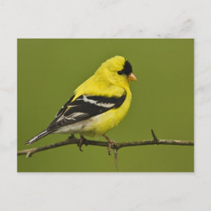 Postal Jilguero americano macho en plumaje reproductivo,