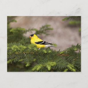 Postal Jilguero americano macho en un árbol
