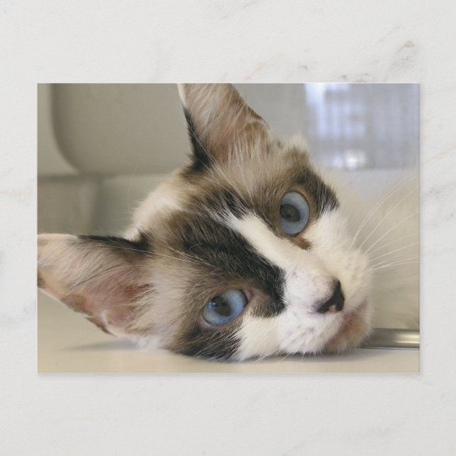 Postal Jillie (Anverso)