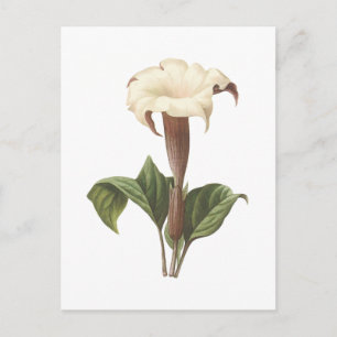 Postal jimsonweed(Datura lavis) de Redouté