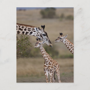 Postal Jirafa de Maasai (jirafa Tippelskirchi) según lo