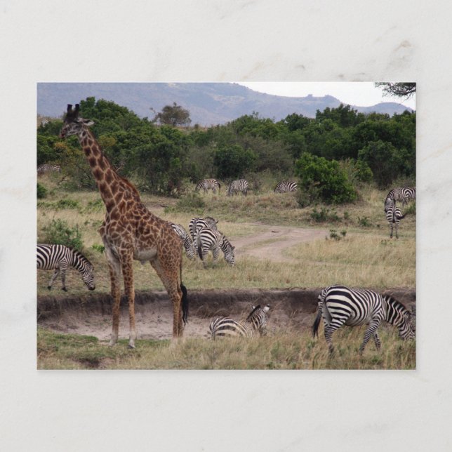 Postal jirafa y cebra (Anverso)