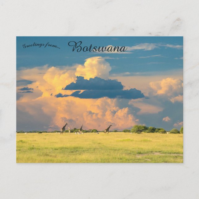 Postal Jirafas al atardecer en Botsuana (Anverso)