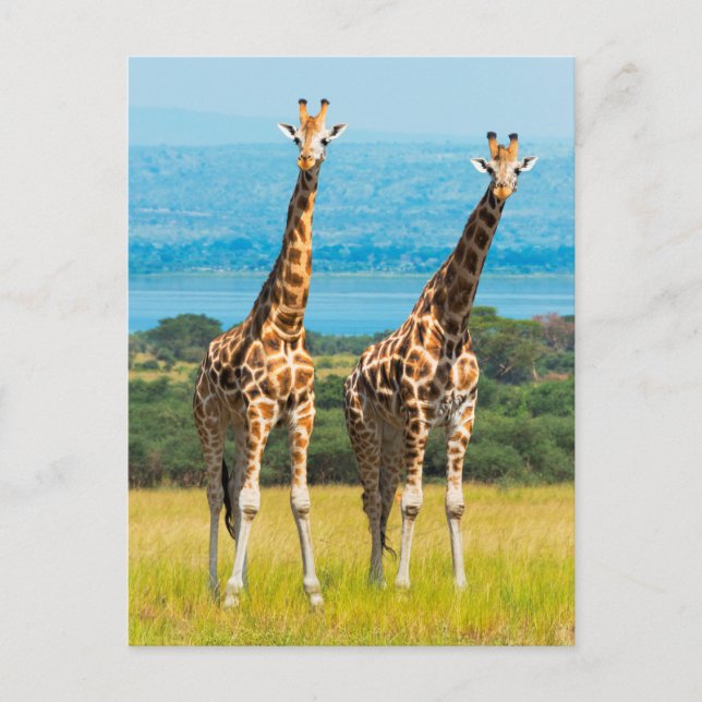 Postal jirafas en la sabana, Uganda (Anverso)