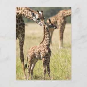 Postal jirafas Masai, Giraffa camelopardalis 2