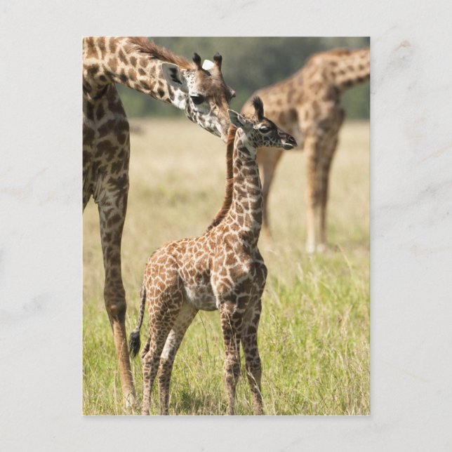 Postal jirafas Masai, Giraffa camelopardalis 2 (Anverso)