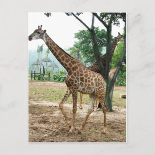 Postal Jirafas y árboles,长颈鹿. Fotografía de zoo de animal