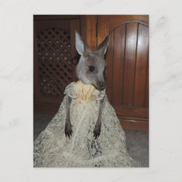 Postal Joey australiano canguro