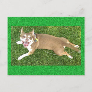 Postal Joey Laughs