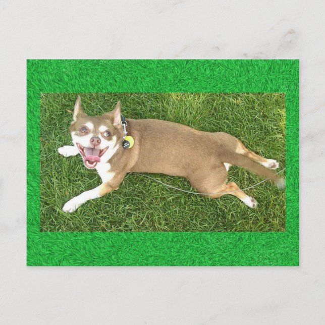 Postal Joey Laughs (Anverso)