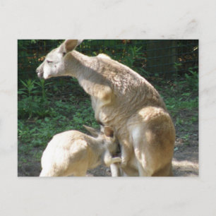 Postal Joey Postcard de Kangaroo