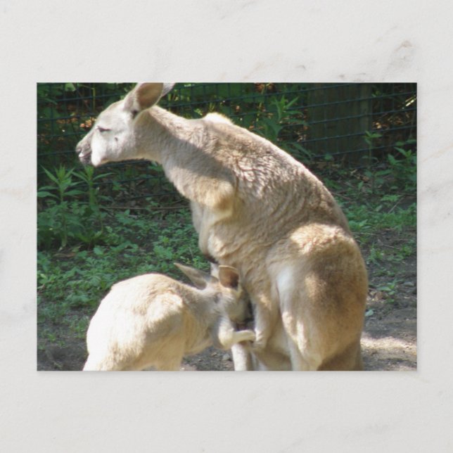Postal Joey Postcard de Kangaroo (Anverso)