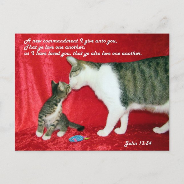Postal John 13:34 Biblia Verse Postcard (Anverso)
