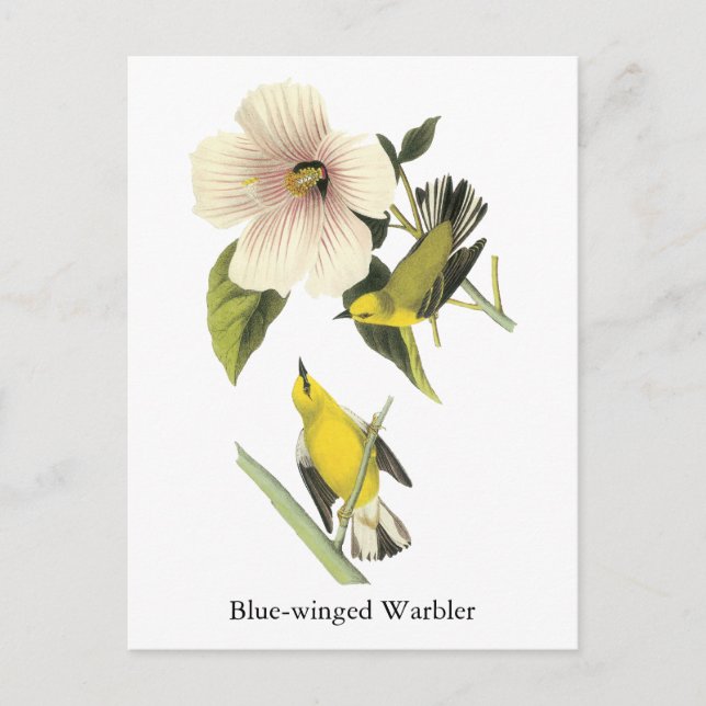 Postal John Audubon (Anverso)