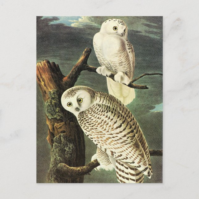 Postal John James Audubon Owls Bella Artes (Anverso)