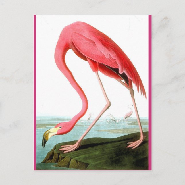 Postal John James Audubon, Pintura de Flamingo (Anverso)