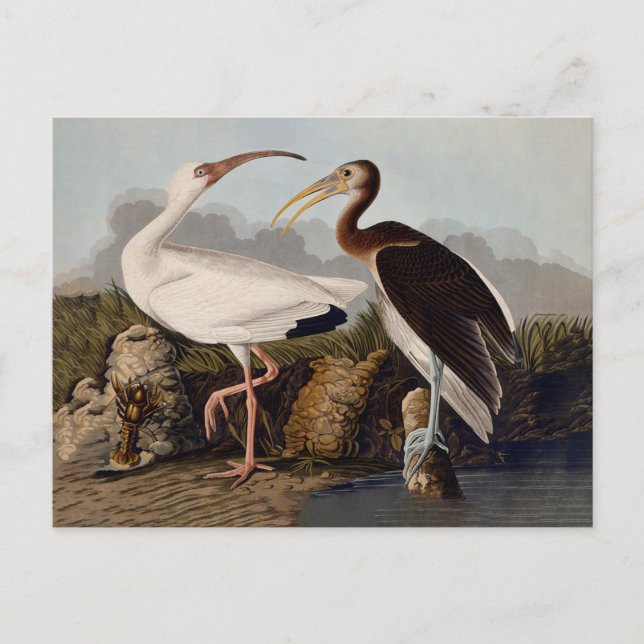 Postal John James Audubon White Ibis Bird Print Classic (Anverso)