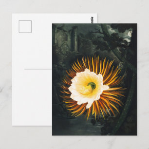 Postal John Thornton El Botánico De Cereus Que Salta La N