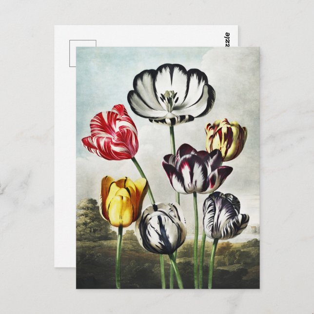 Postal John Thornton Tulips del Templo de la Flora (Anverso / Reverso)