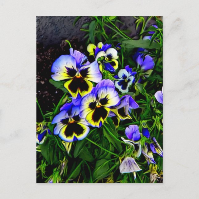 Postal Johnny Jump Up (Anverso)