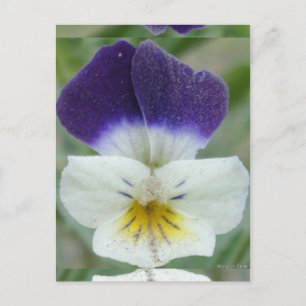 Postal Johnny Jump-up Flower Pic