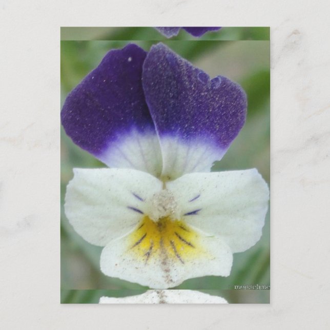 Postal Johnny Jump-up Flower Pic (Anverso)
