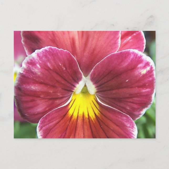 Postal Johnny Jump Up Flowers Postcard (Anverso)