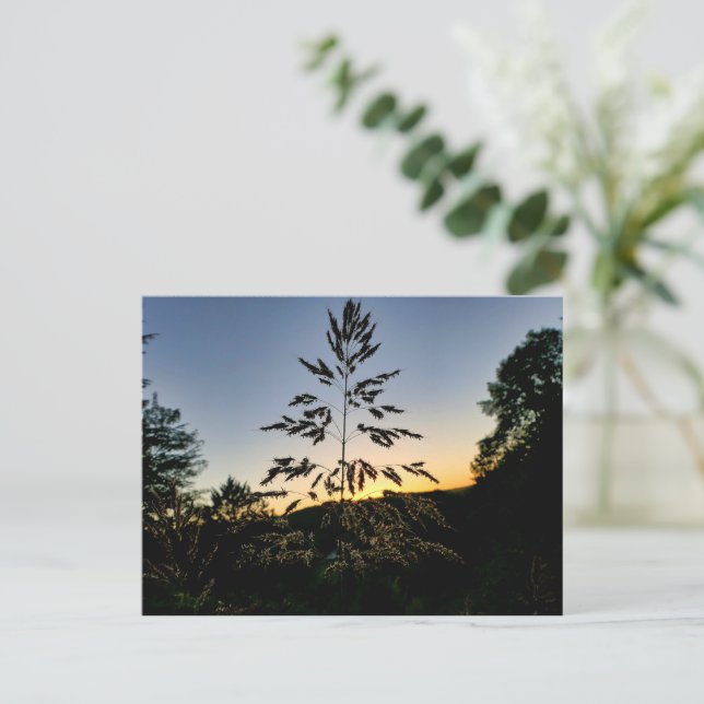 Postal Johnson Grass (Anverso de pie)