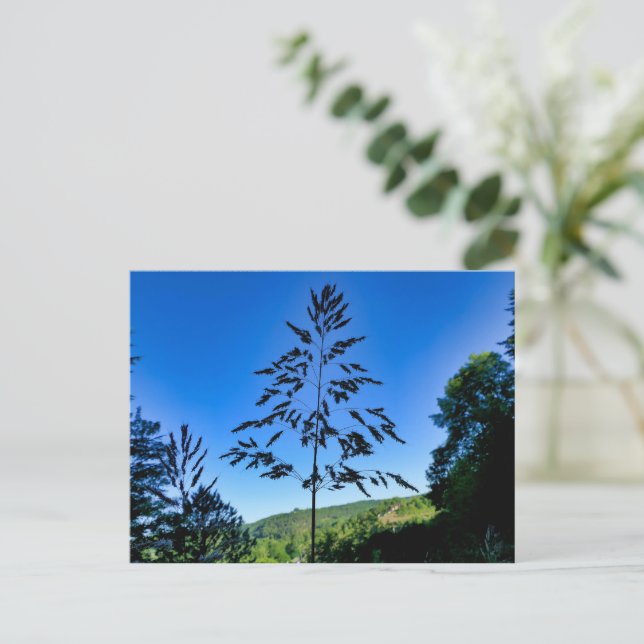 Postal Johnson Grass (Anverso de pie)