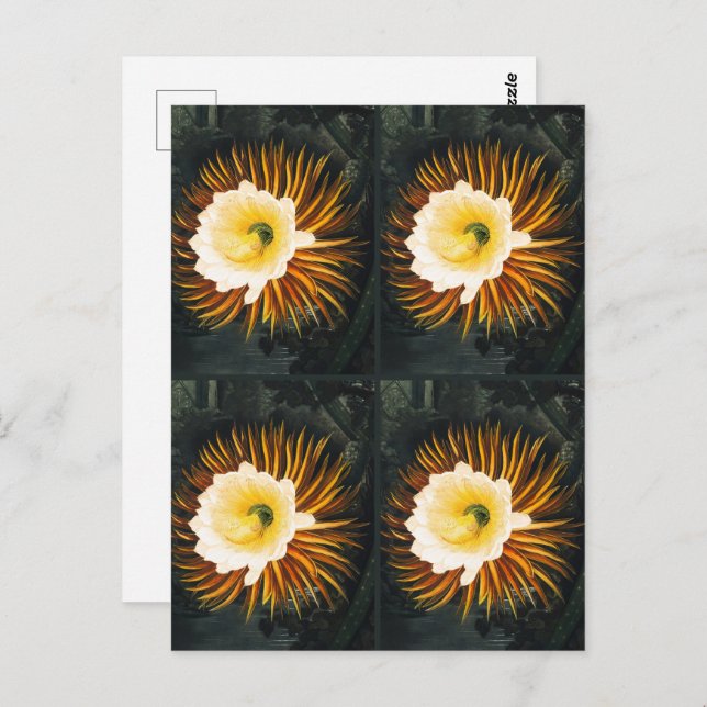 Postal JohnThornton Cuatro Cereuses Botánicos De Flor Noc (Anverso / Reverso)