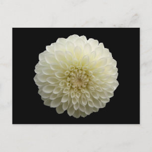 Postal Jomanda blanca (Dahlia)