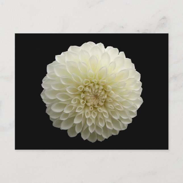 Postal Jomanda blanca (Dahlia) (Anverso)