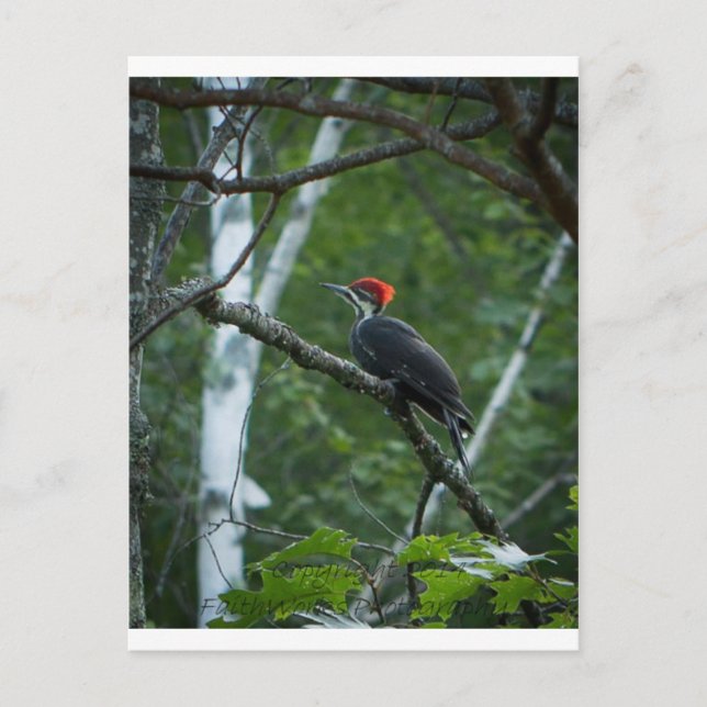 Postal Jordan Pond Pileated Woodpecker. (Anverso)