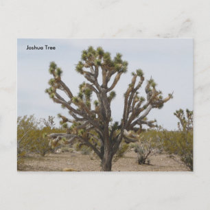 Postal joshua, Joshua Tree