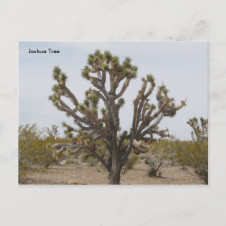 Postal joshua, Joshua Tree